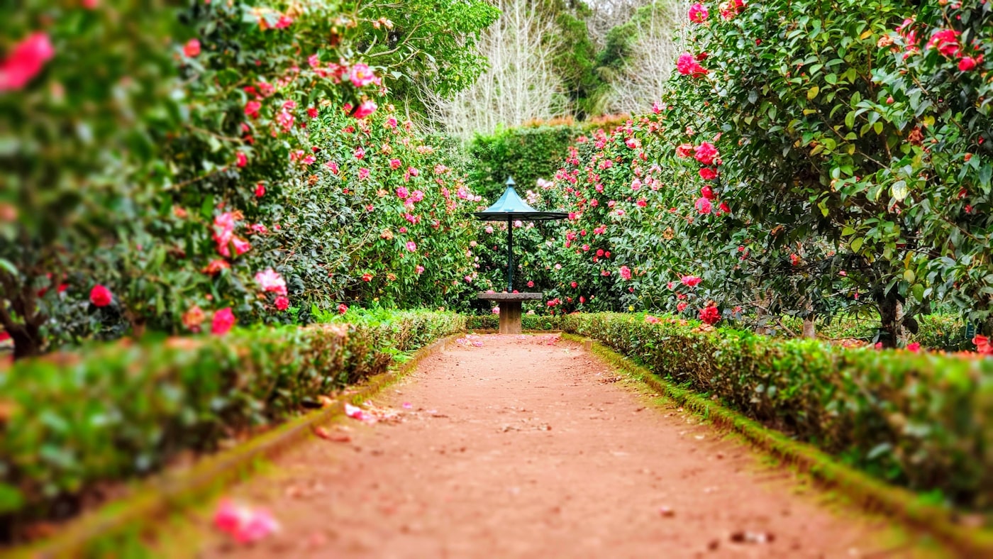 Jardin contemporain